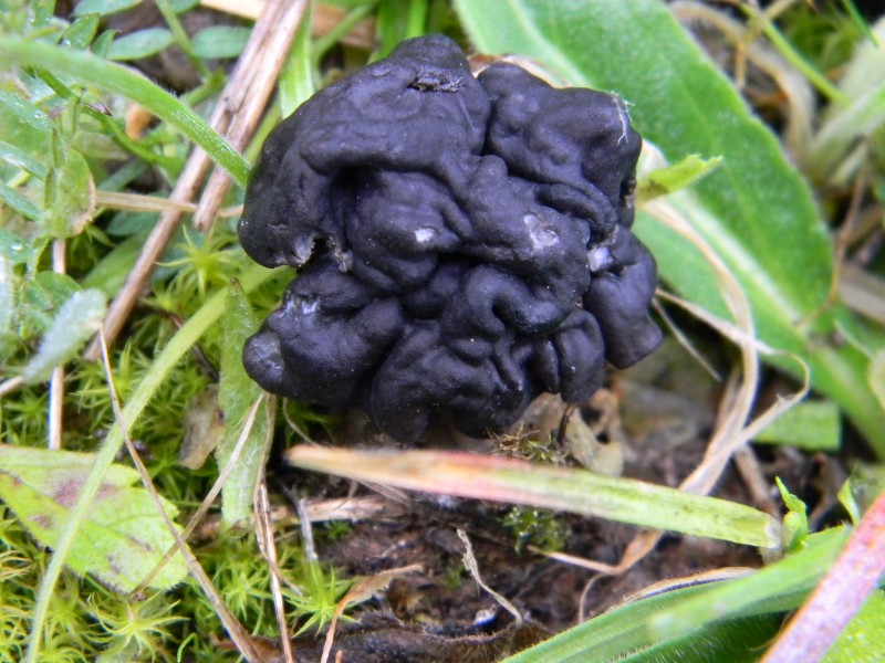 1908 Febbraio vecchio ritrovamento